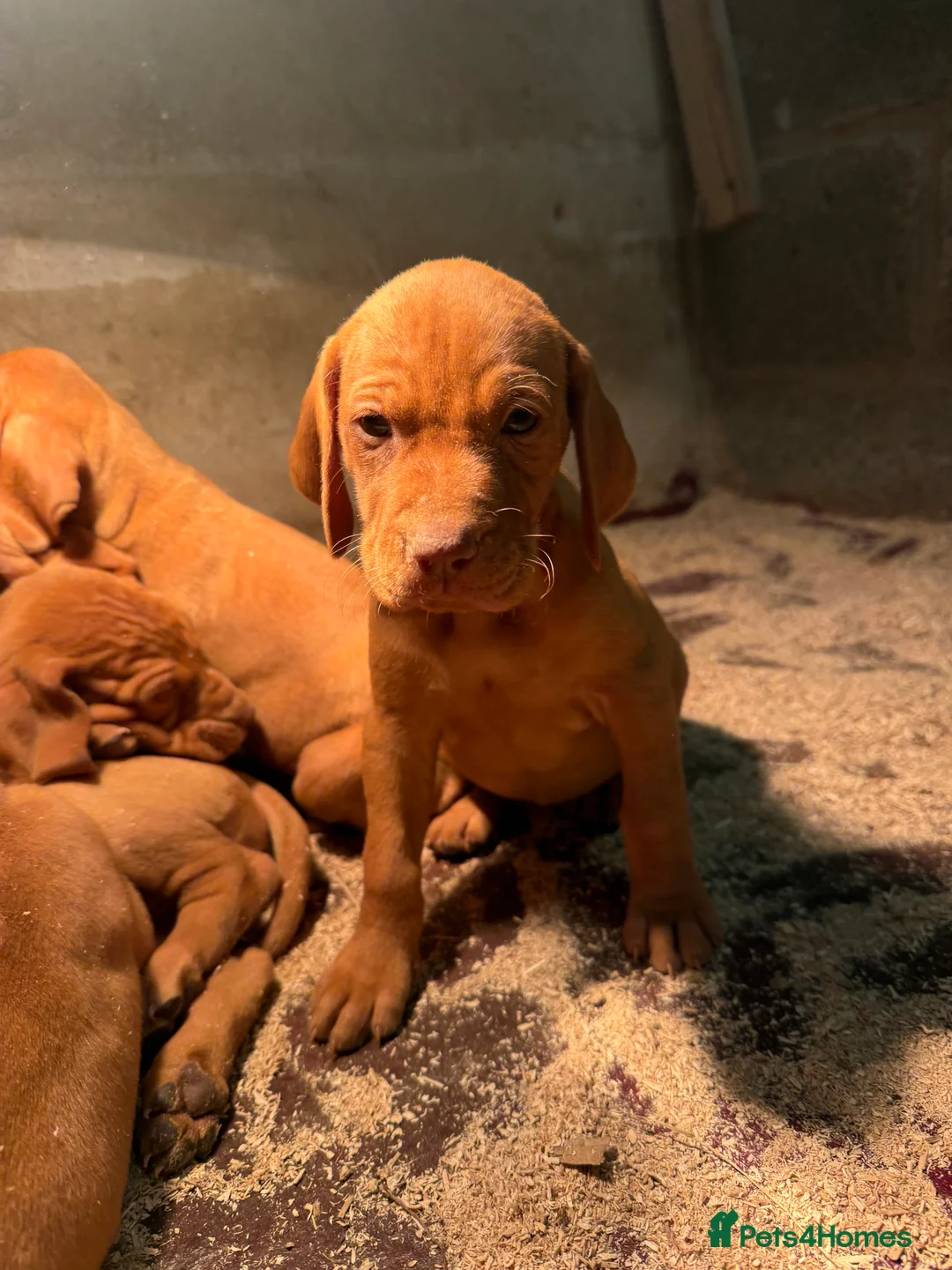 Hungarian Vizsla dogs for sale: Cracking litter of Hungarian vizsla puppies - Advert 2