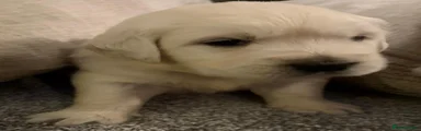 Golden Retriever 3