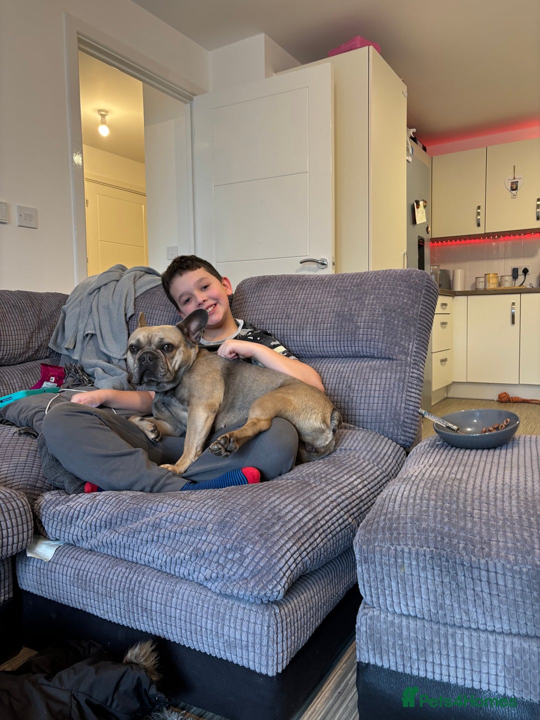 French Bulldog dogs for sale: french ball dog  - Advert 2