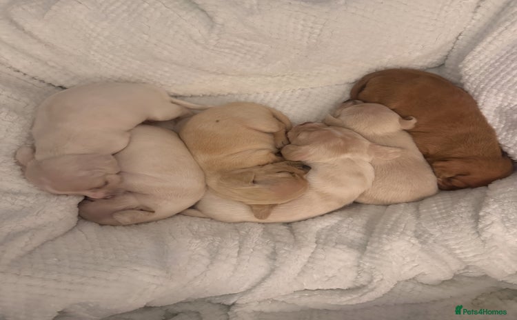 Chiweenie dogs - Advert 1