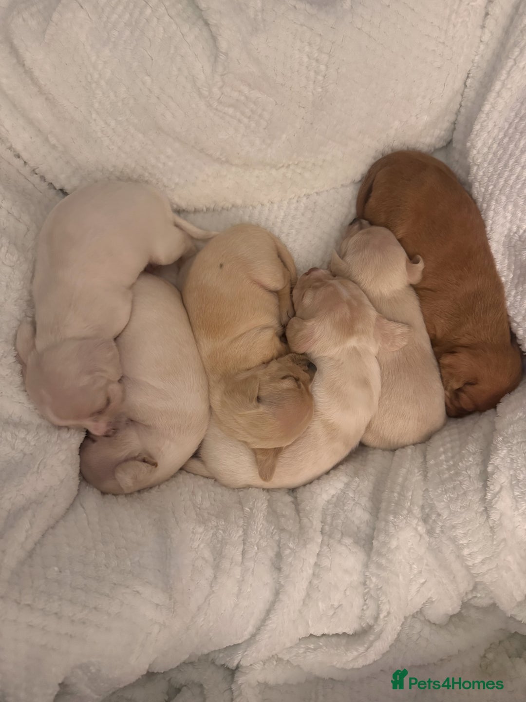 Chiweenie dogs for sale: chiweenie (dachshund x chihuahua) puppies - Image 1