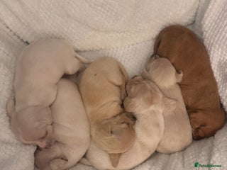 Chiweenie dogs - Advert 2