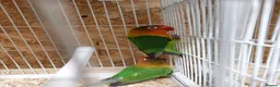 Lovebirds birds for sale: Breeding lovebirds - Advert 1