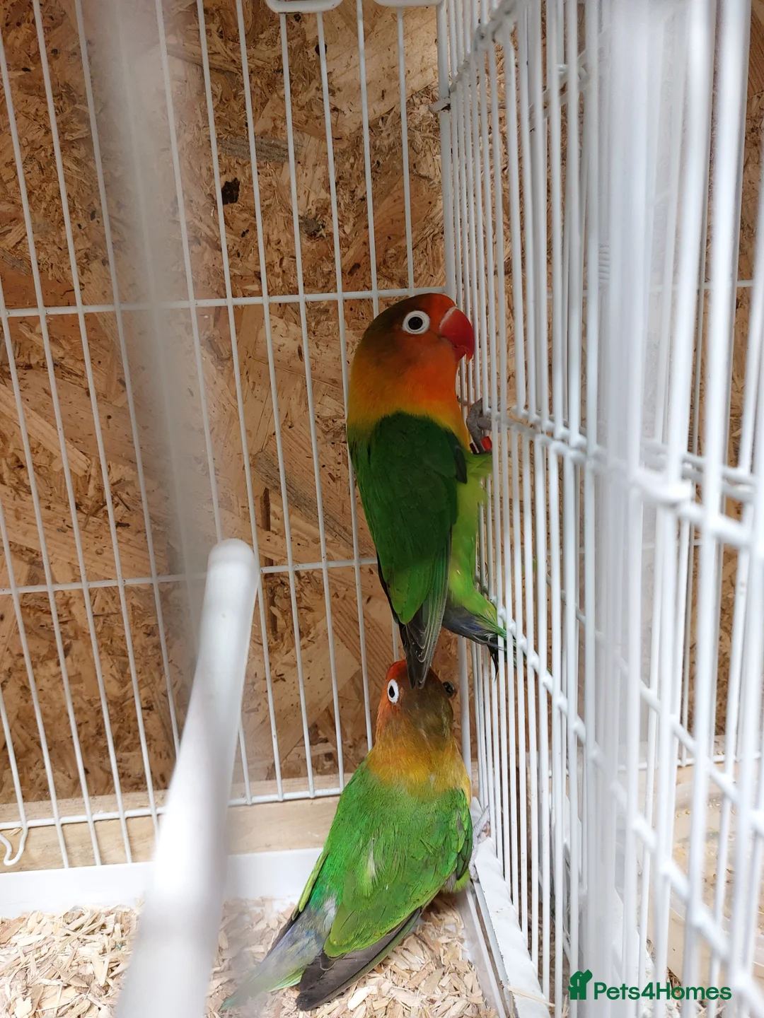 Lovebirds birds for sale: Breeding lovebirds - Advert 1