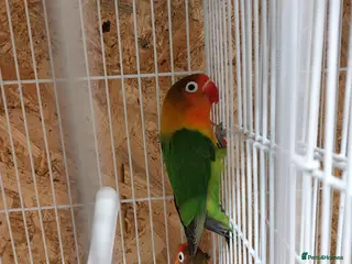 Lovebirds birds Breeding lovebirds - Advert 2