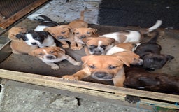 Mixed Breed dogs for sale: Cane Corso x Bulldog Puppies for Sale - Image 4