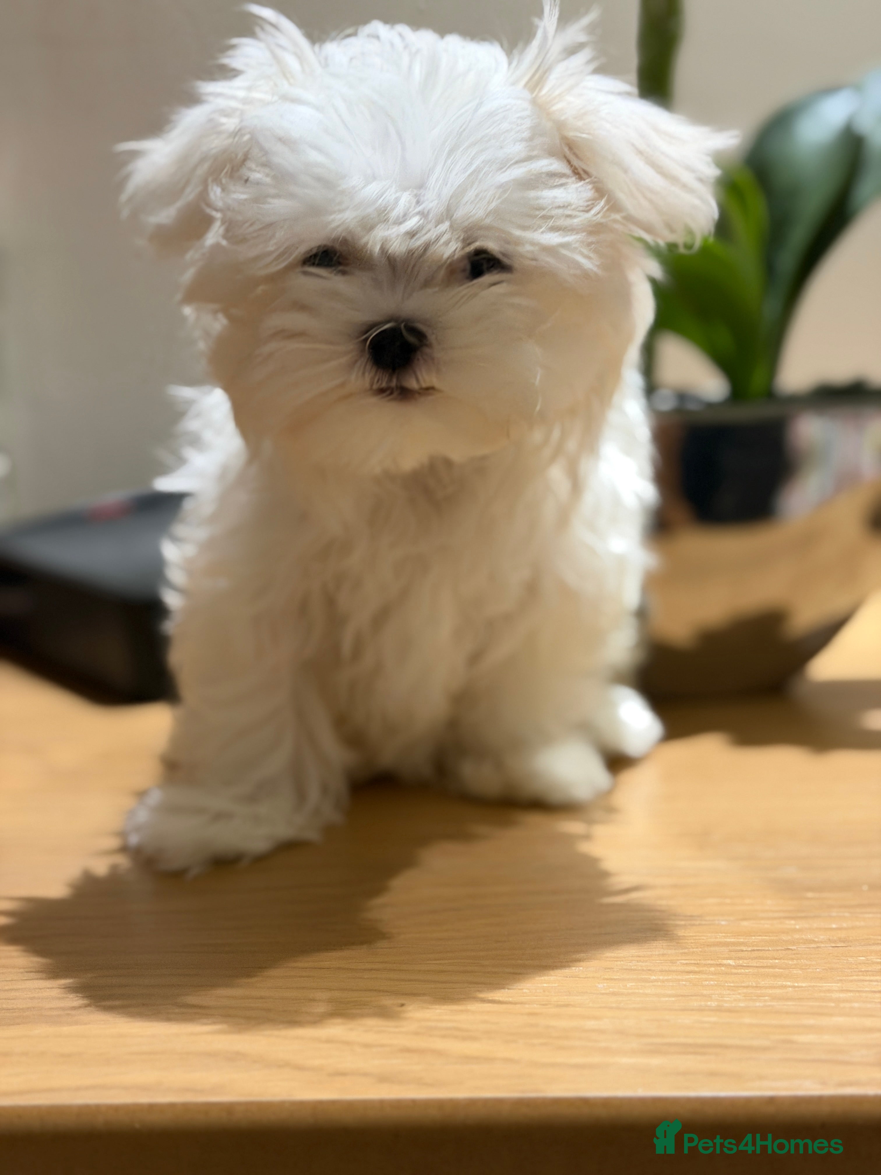 Maltese dogs One girl and boy available  - Advert 8