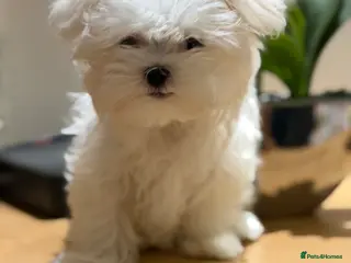 Maltese dogs One girl and boy available - Advert 8