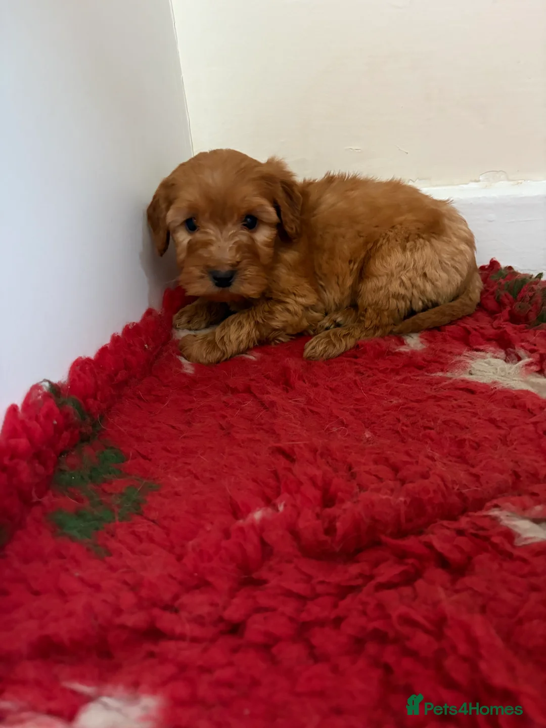 Cockapoo dogs for sale: 4 stunning cockapoo puppies for sale  - Advert 10