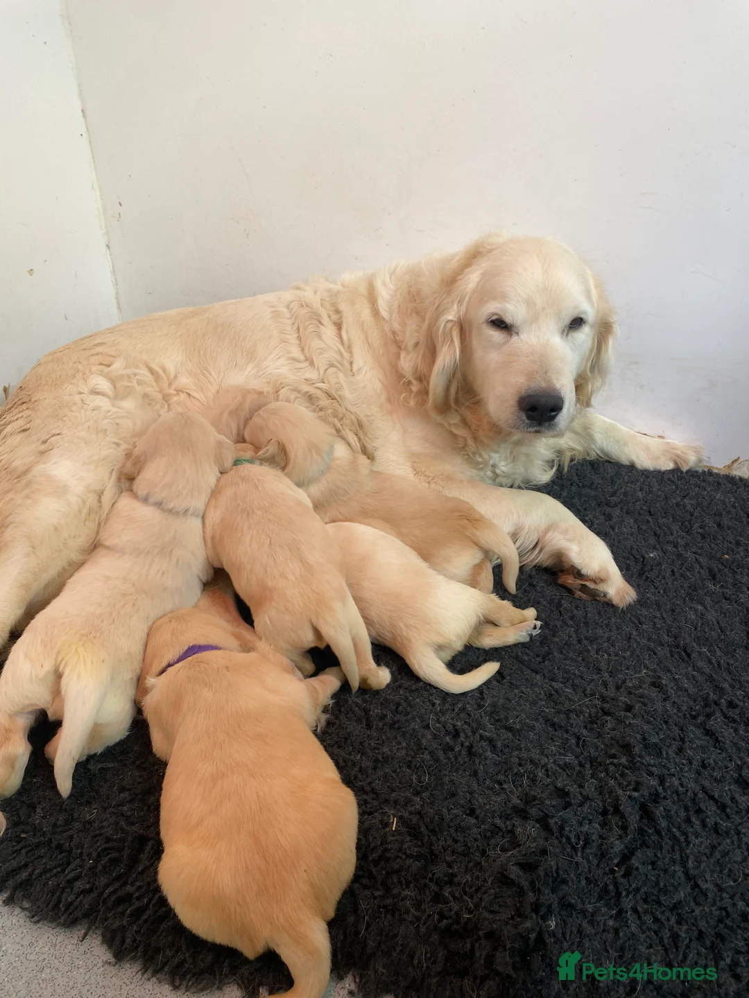 Golden Retriever dogs for sale: 💛🤍 5 Star ⭐️🐶 Golden Retriever Pups 🐶 🌟🤍💛 - Advert 20