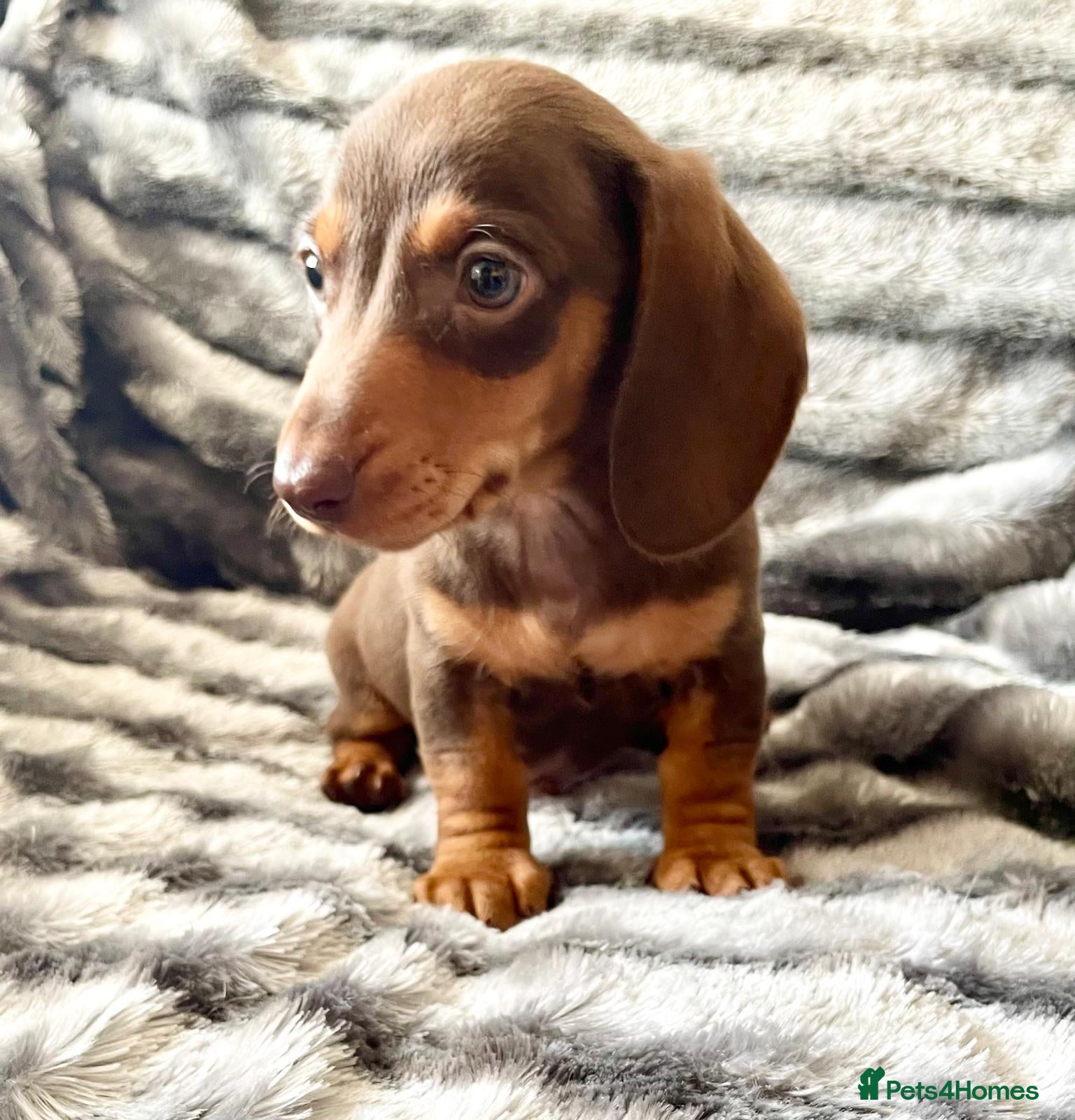 Miniature Dachshund dogs ⭐️READY NOW⭐️Quality Miniature Dachshund Puppies - Advert 1