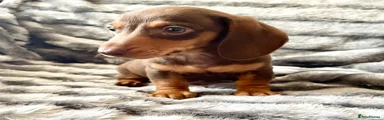 Chocolate Boy