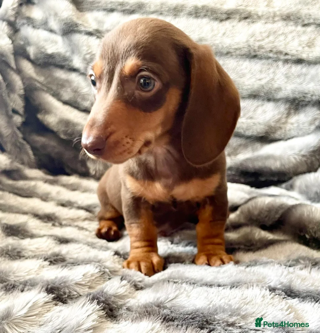 Miniature Dachshund dogs for sale: ⭐️READY NOW⭐️Quality Miniature Dachshund Puppies - Advert 1