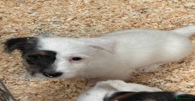 Jack Russell dogs - Advert 8