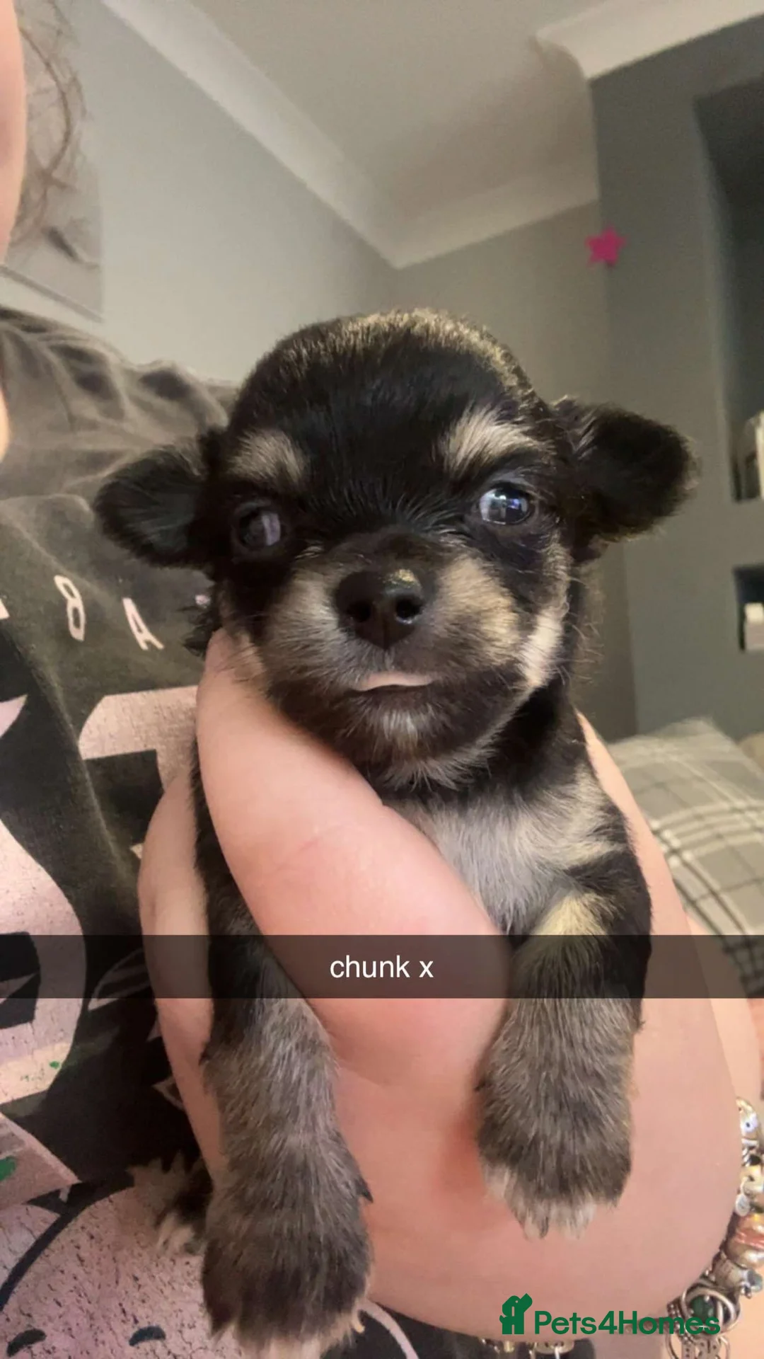 Chihuahua dogs for sale: Two Gorgeous Long-Haired Male Chihuahua Puppies - Advert 14