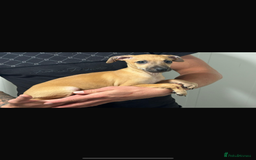 Italian Greyhound dogs for sale: Kc registered Italian greyhound puppies - Image 9