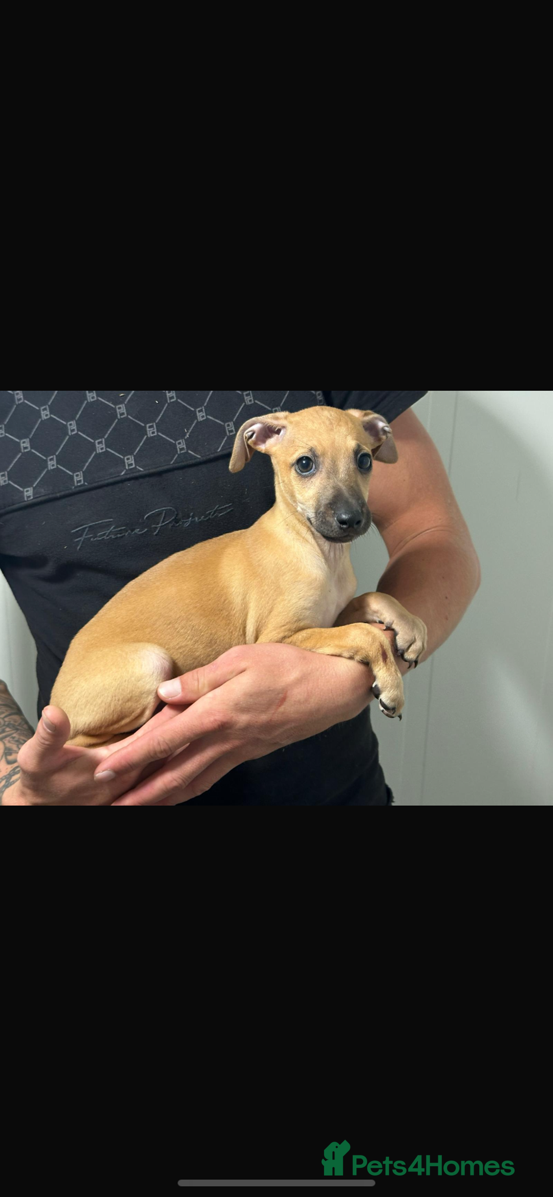 Italian Greyhound dogs for sale: Kc registered Italian greyhound puppies - Image 9