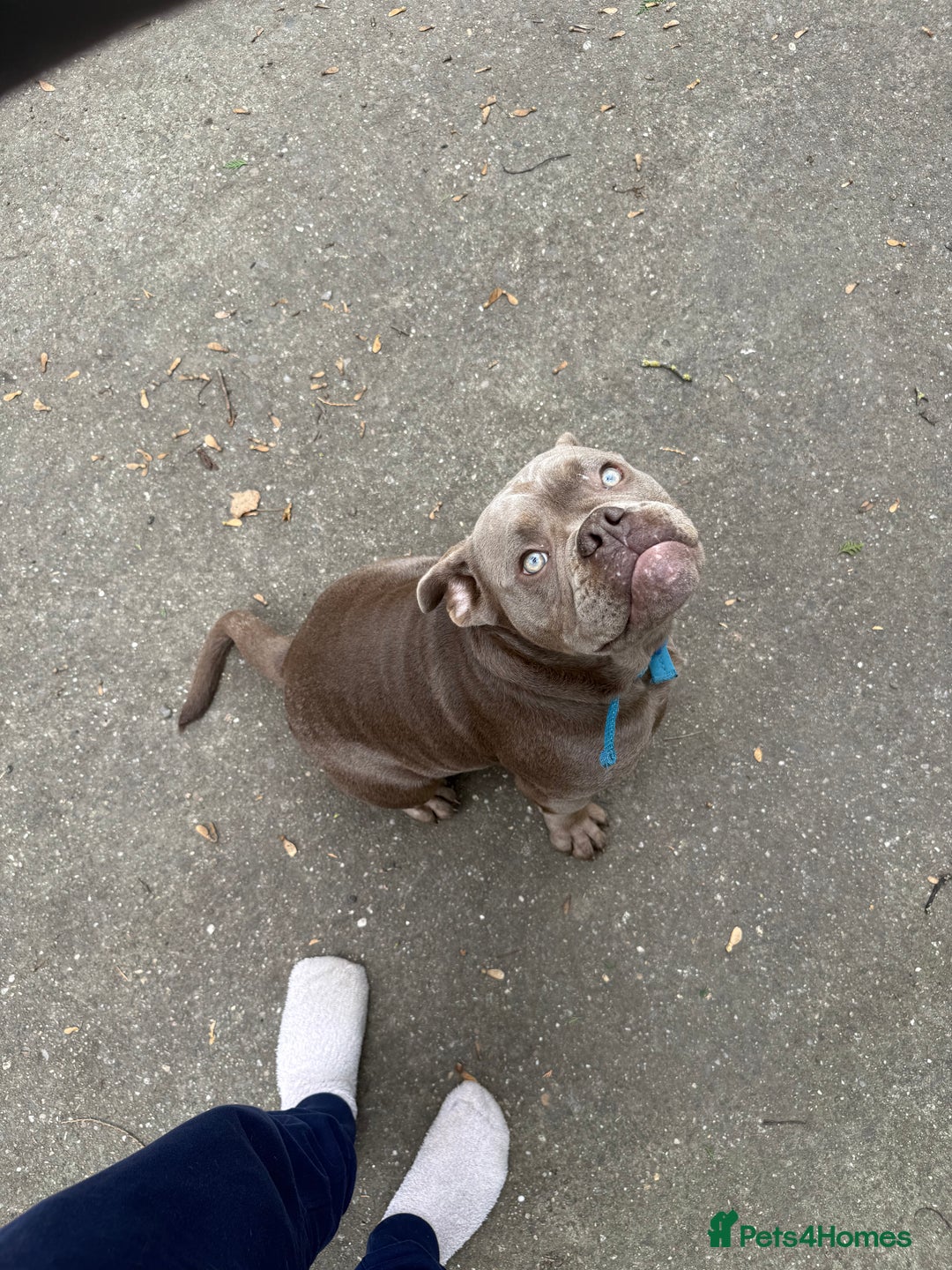 Olde English Bulldogge dogs for sale: 6 month NEBBR olde English bulldog  - Image 3