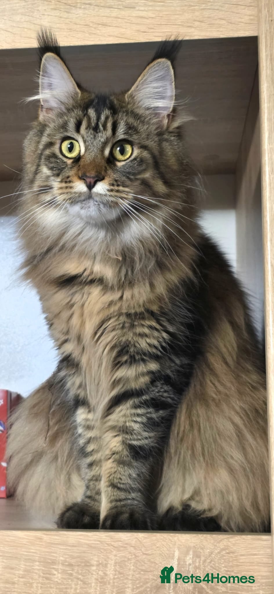 Maine Coon cats Maine Coon Registered TICA - Advert 1