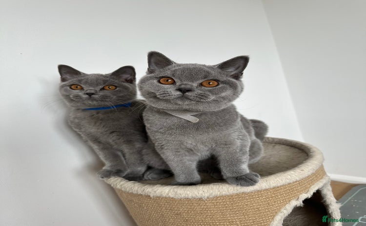 British Shorthair cats for sale - Advert 1