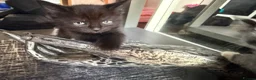 Munchkin cats for sale: Beautiful Black Female kitten looking 4 home - Advert 14