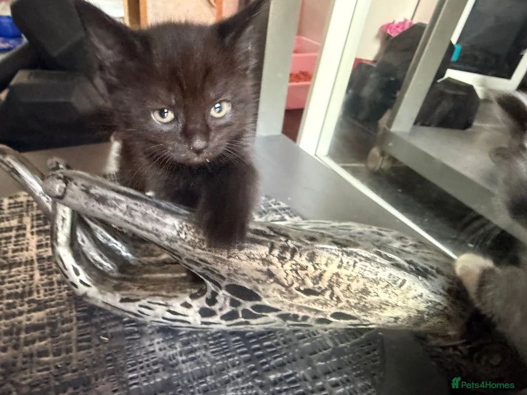 Munchkin cats for sale: Beautiful Black Female kitten looking 4 home - Advert 14