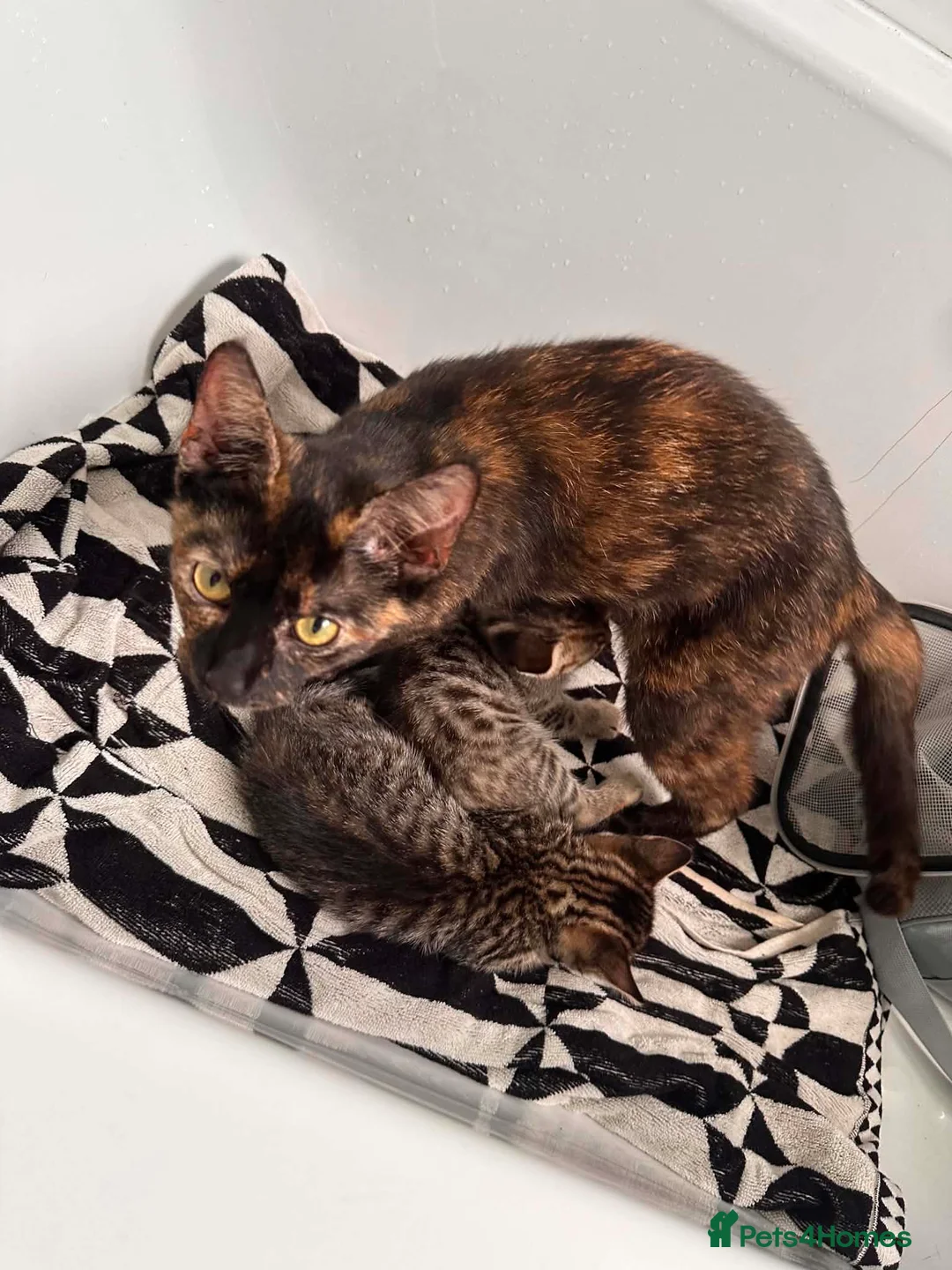 Mixed Breed cats for sale: 2 female kittens  - Advert 2