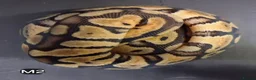 Python Snake reptiles for sale: Royal Pythons Male and Females  - Advert 11