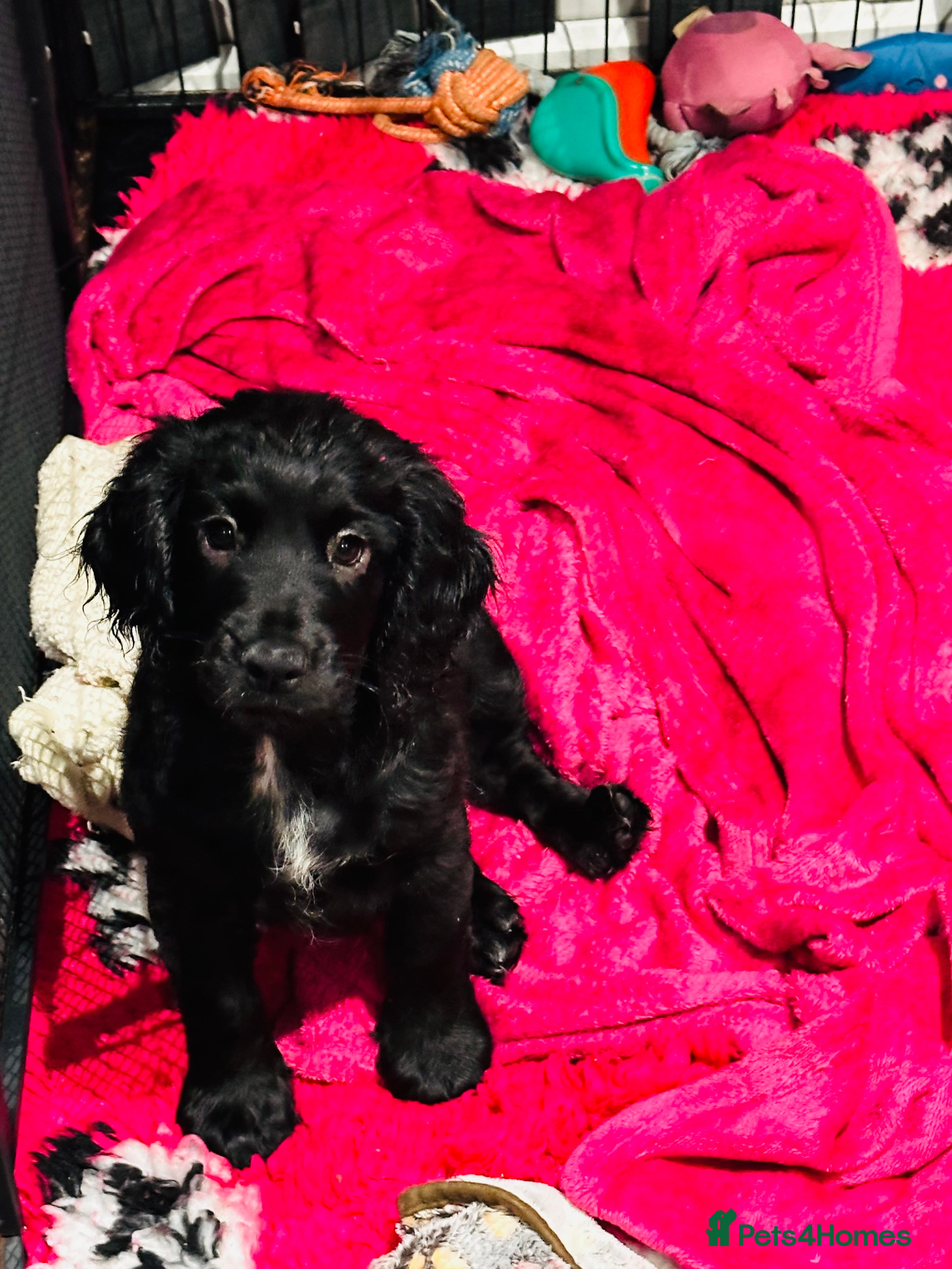 Mixed Breed dogs 🐾Adorable f2b cockapoos last two 🐾 - Advert 11