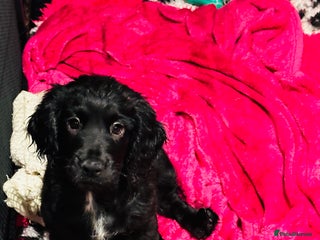 Mixed Breed dogs 🐾Adorable f2b cockapoos last two 🐾 - Advert 4