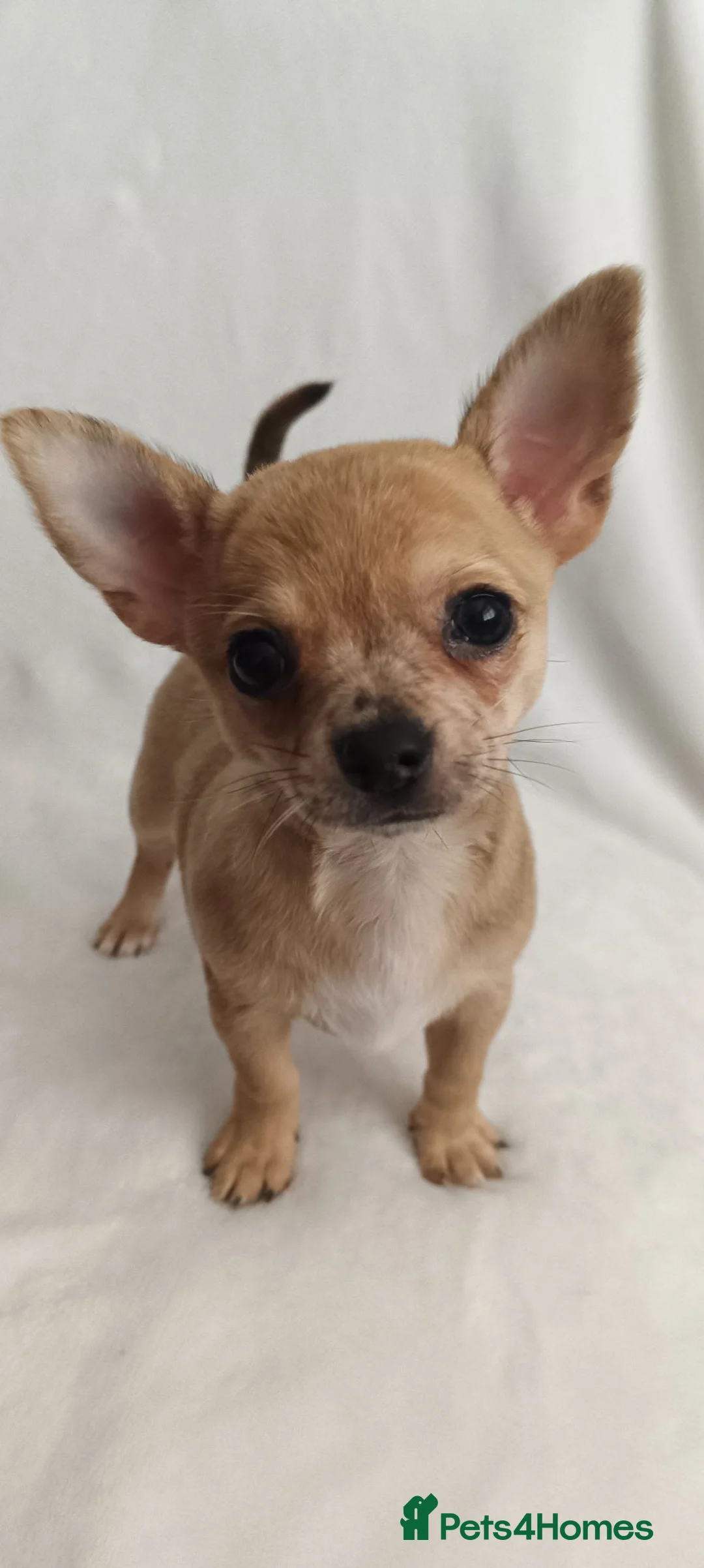 Chihuahua dogs for sale: One beautiful little girl available - Advert 2