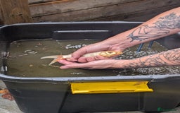 Goldfish fish for sale: Large Pond GoldFish  - Image 1