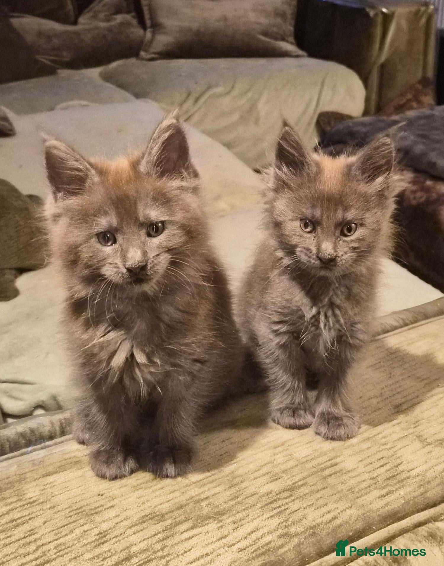 Maine Coon cats Maine coon pedigree kittens  - Advert 1