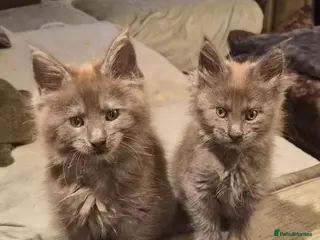 Maine Coon cats Maine coon pedigree kittens - Advert 1