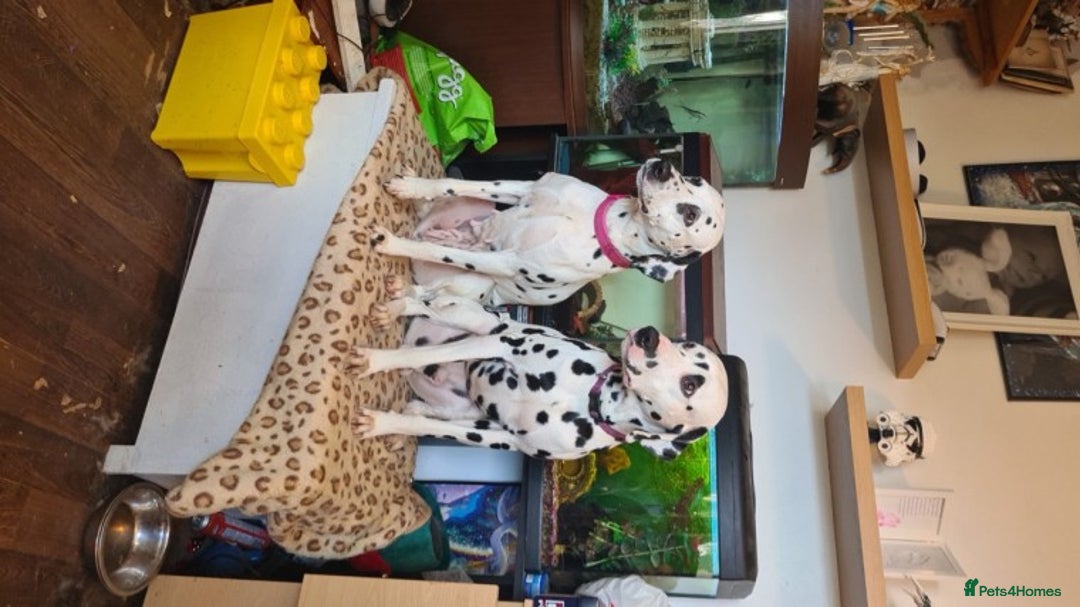 Dalmatian dogs for stud: Kc Baer tested studs available proven in Bedford - Image 6