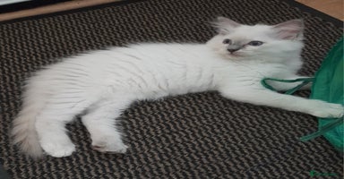 Ragdoll cats - Advert 4