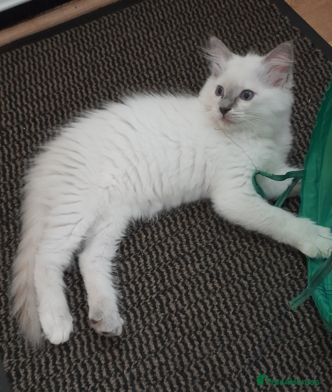 Ragdoll cats for sale: 2 x Ragdoll kittens forsale - Image 2