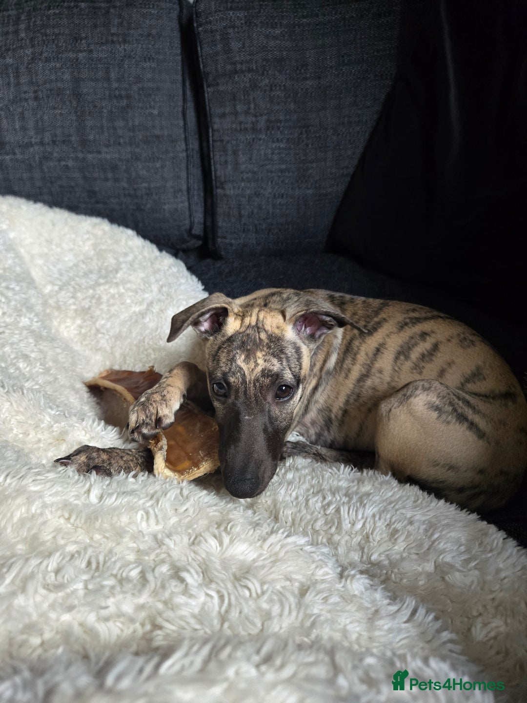 Whippet dogs for sale: Dory is looking for her forever home 🩷 - Advert 12