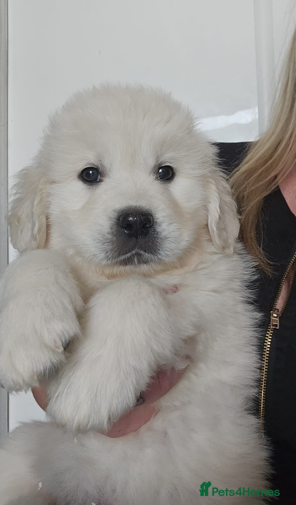 Golden Retriever dogs Extensively Health Tested English Cream Puppies - Advert 1