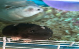 Hamster rodents for sale: 2 hamsters + cage for sale  - Image 2