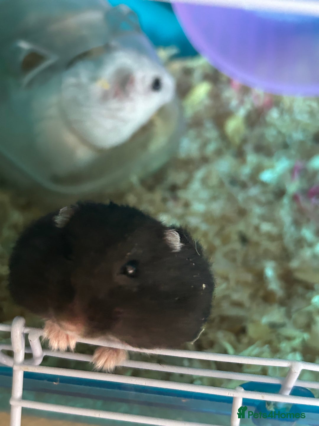Hamster rodents for sale: 2 hamsters + cage for sale  - Image 2