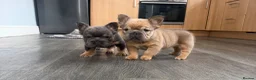 French Bulldog dogs for sale: Fluffy French Bulldog Puppies  - Advert 1