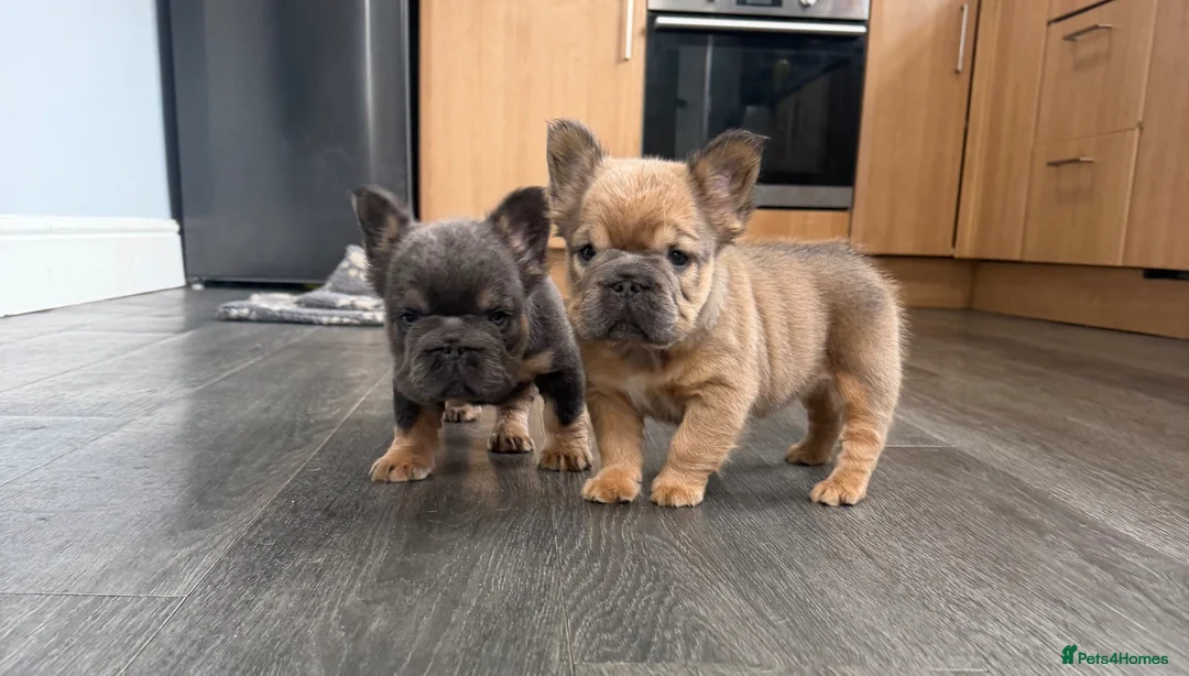 French Bulldog dogs for sale: Fluffy French Bulldog Puppies  - Advert 1