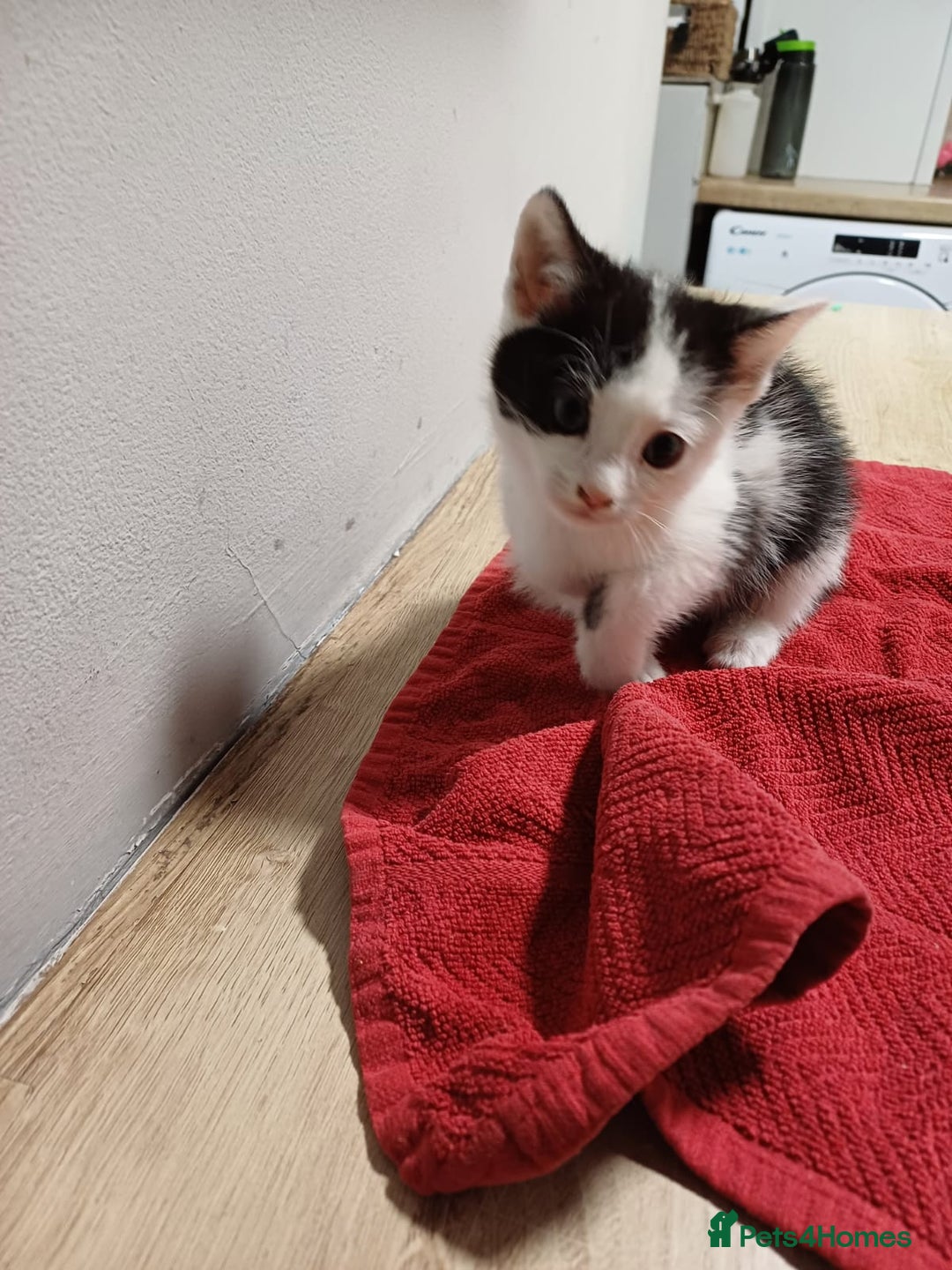 Mixed Breed cats for sale: 3 playful kittens  - Advert 2