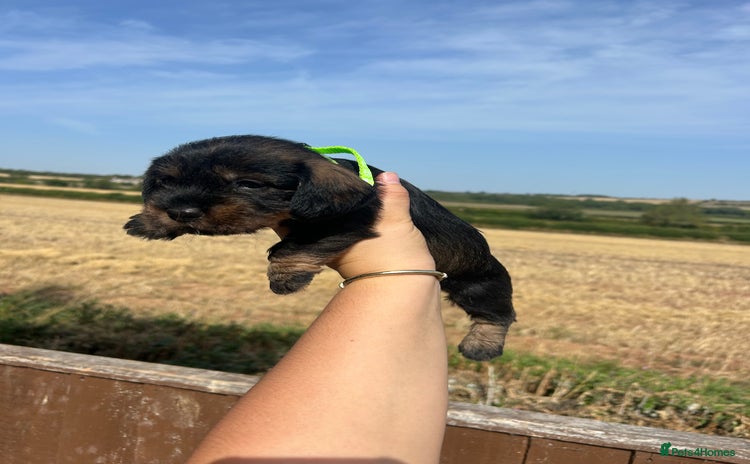 Dachshund dogs - Advert 1