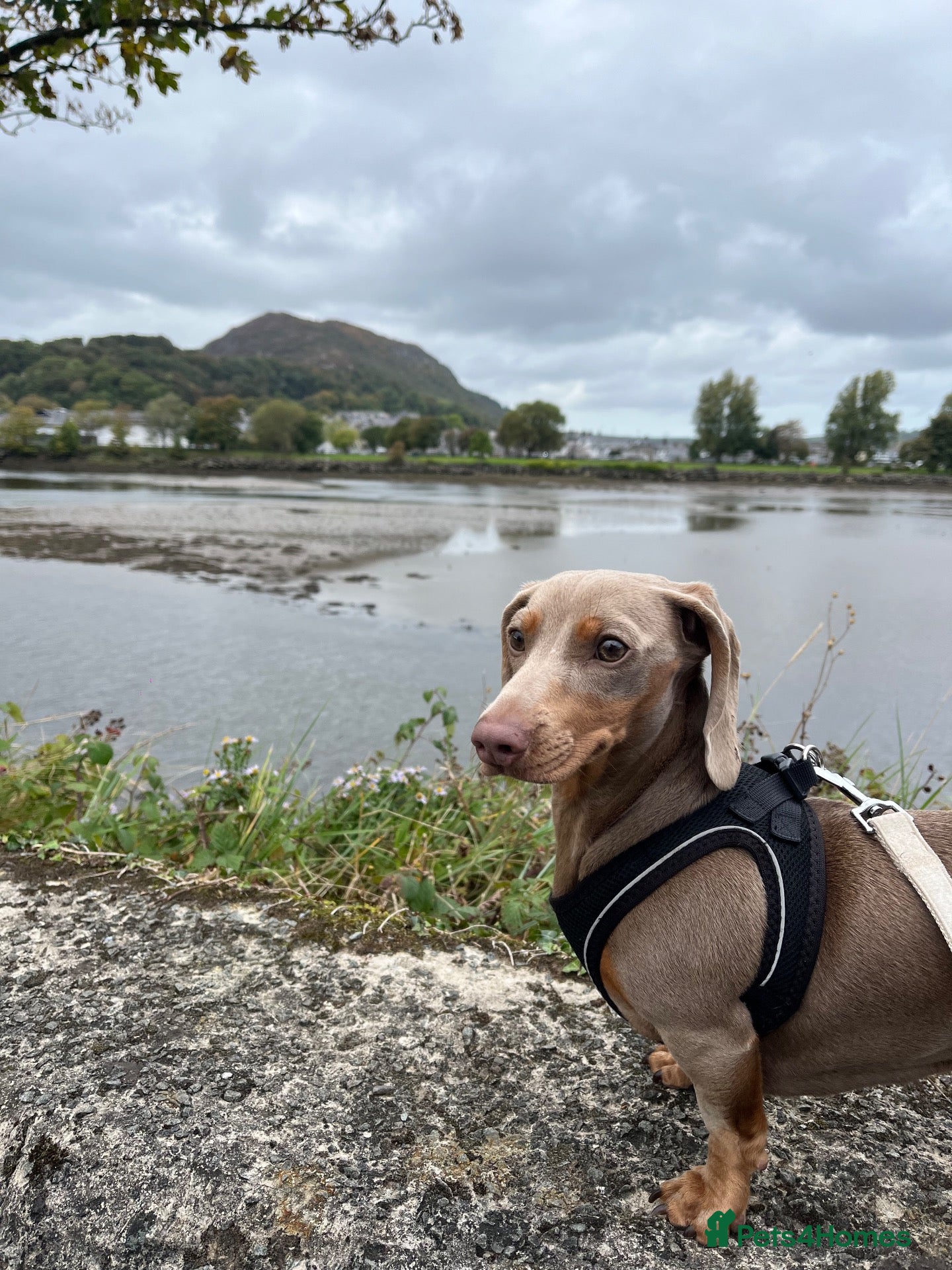 Miniature Dachshund dogs for sale: 4 year old beautiful dachshund - Advert 6