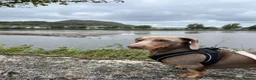 Miniature Dachshund dogs for sale: 4 year old beautiful dachshund in Blaenau Ffestiniog - Advert 1