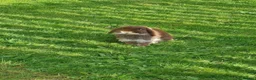 Mini Lop rabbits for sale: Paisley's Bunny Barn  - Advert 5