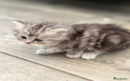 Persian cats for sale: Persian x kittens , 2 separate litters - Advert 3