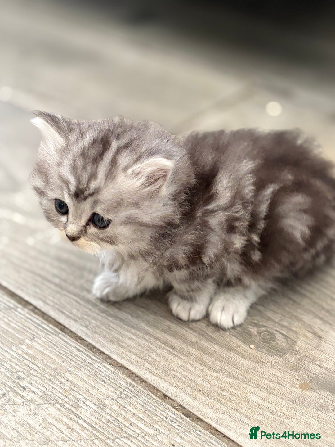 Persian cats for sale: Persian x kittens , 2 separate litters - Advert 3